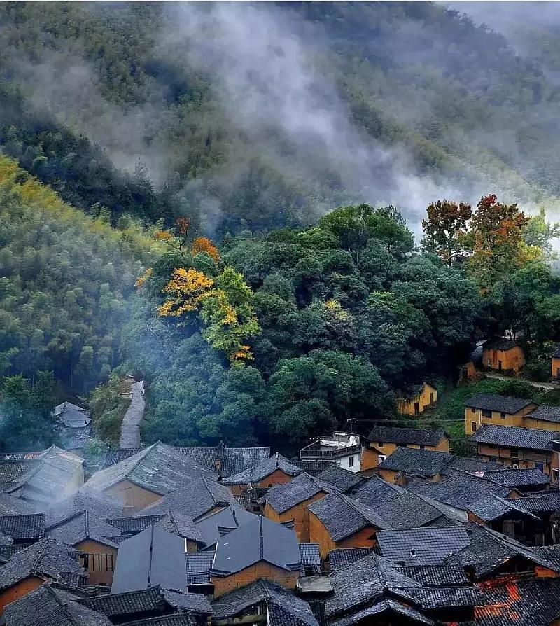 五彩鹦鹉救援
